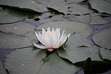 五角大楼官员认为美国95后缺乏锻炼 入伍后更易骨折